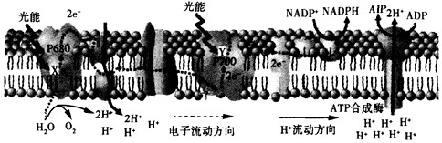 如图是植物细胞中部分生物膜的结构与完成的生理过程,请据图分析回答:(1)图中所示的生物膜为______(填结构)。科学家用___ 如图是植物细胞中部分生物膜的结构与完成的生理过程,请据图分析回答:(1)图中所示的生物膜为______(填结构)。科学家用___