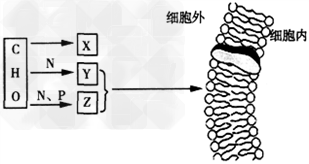 下图X、Y、Z是细胞中的三种化合物,X是细胞生命活动所需要的主要能源物质,Y、Z是构成细胞膜的主要成分,则下列说法不正确的是 下图X、Y、Z是细胞中的三种化合物,X是细胞生命活动所需要的主要能源物质,Y、Z是构成细胞膜的主要成分,则下列说法不正确的是
