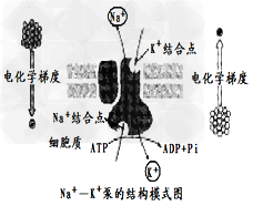 Na+—K+泵是一种常见的ATP—驱动泵(如下图所示),是在动物细胞的能量系统中起主要作用的载体,也是能催化ATP水解的酶。这种泵每消耗1分子的ATP,就 Na+—K+泵是一种常见的ATP—驱动泵(如下图所示),是在动物细胞的能量系统中起主要作用的载体,也是能催化ATP水解的酶。这种泵每消耗1分子的ATP,就