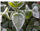 如图所示的各种自然现象的形成过程,属于熔化的是A.春天里冰雪消融B.夏天早晨花草上的露水C.深秋的早晨大雾弥漫D.初冬的早晨霜打枝头 魔方格