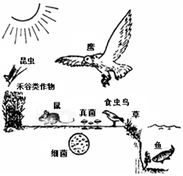 如图是某农田生态系统的食物网简图,请据图回答:(1) 属于者的有。属于者的有。属于者的有。(2)请写出图中的任意一条食物链。(3)若 如图是某农田生态系统的食物网简图,请据图回答:(1) 属于者的有。属于者的有。属于者的有。(2)请写出图中的任意一条食物链。(3)若