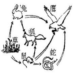 请完成下列图解。该生态系统中共有条食物链,并写出其中最长的一条食物链。此生态系统中各种生物的数量和所占的比例总是维持在的状态,这种现象被称为 请完成下列图解。该生态系统中共有条食物链,并写出其中最长的一条食物链。此生态系统中各种生物的数量和所占的比例总是维持在的状态,这种现象被称为