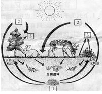 右图为自然界中物质循环的部分图示,请看图思考并回答有关问题:组成植物体和兔、鹿等动物体的有机物最终来源于_______这个过程。这个过程除上述意义外,还具 右图为自然界中物质循环的部分图示,请看图思考并回答有关问题:组成植物体和兔、鹿等动物体的有机物最终来源于_______这个过程。这个过程除上述意义外,还具
