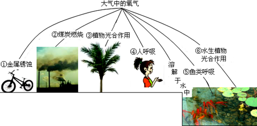氧气在自然界中存在非常广泛,并不断循环转化。请回答以下问题:(1)下图是自然界中氧的部分循环示意图.从①~⑥中选择序号填空,产生氧气的有______。( 氧气在自然界中存在非常广泛,并不断循环转化。请回答以下问题:(1)下图是自然界中氧的部分循环示意图.从①~⑥中选择序号填空,产生氧气的有______。(