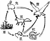 右图为某生态系统中的食物网,根据图回答有关问题:(1) 图中生产者是__________________,该食物网中共有5条食物链,写出其中最长的一条食物链,可 右图为某生态系统中的食物网,根据图回答有关问题:(1) 图中生产者是__________________,该食物网中共有5条食物链,写出其中最长的一条食物链,可
