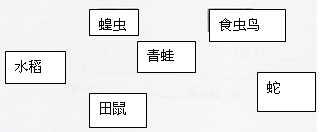 (6分 ) 某校学农基地的水稻田中,有以水稻为食的蝗虫和田鼠,有以蝗虫为食的青蛙和食虫鸟,还有以青蛙、田鼠和食虫鸟为食的蛇。请运用已学过的知识,完成下列问题: (6分 ) 某校学农基地的水稻田中,有以水稻为食的蝗虫和田鼠,有以蝗虫为食的青蛙和食虫鸟,还有以青蛙、田鼠和食虫鸟为食的蛇。请运用已学过的知识,完成下列问题: