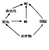 图是某草原生态系统中部分生物构成的食物网,请据图回答:此生态系统中的消费者有、等。在该食物网中,田鼠与农作物、蛇与蛙的关系都是的关系 图是某草原生态系统中部分生物构成的食物网,请据图回答:此生态系统中的消费者有、等。在该食物网中,田鼠与农作物、蛇与蛙的关系都是的关系