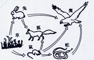 下图为草原生态系统示意图,请据图回答:从图中可以看出,生产者是___________,各种动物是___________,它们之间的关系主要是___ 下图为草原生态系统示意图,请据图回答:从图中可以看出,生产者是___________,各种动物是___________,它们之间的关系主要是___