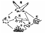 下图为草原生态系统中部分生物构成的食物网简图,下列说法正确的是A.蛇和鹰之间只构成捕食关系B.图中最长的食物链是:草<-鼠<- 下图为草原生态系统中部分生物构成的食物网简图,下列说法正确的是A.蛇和鹰之间只构成捕食关系B.图中最长的食物链是:草<-鼠<-