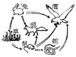右图为某生态系统中的食物网,根据图回答有关问题:(1) 图中生产者是,属于生态系统的部分。一共有条食物链,最长的一条食物链可表示为:。(2)该食物网中数量最多的 右图为某生态系统中的食物网,根据图回答有关问题:(1) 图中生产者是,属于生态系统的部分。一共有条食物链,最长的一条食物链可表示为:。(2)该食物网中数量最多的
