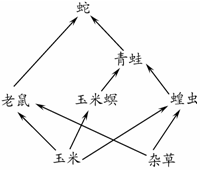 下图是某农田生态系统中部分生物之间的相互联系示意图,请据图回答以下问题:该生态系统中有条食物链。请写出太阳能输入该生态系统的生理过程的表达式 下图是某农田生态系统中部分生物之间的相互联系示意图,请据图回答以下问题:该生态系统中有条食物链。请写出太阳能输入该生态系统的生理过程的表达式