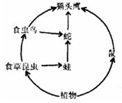 如图是某农田生态系统的食物网简图,关于该食物网的叙述正确的是A.此食物网中,初级消费者有鼠和蛙,有四条食物链B.若该农田受到农药污染,则生物体内有毒物质含量 如图是某农田生态系统的食物网简图,关于该食物网的叙述正确的是A.此食物网中,初级消费者有鼠和蛙,有四条食物链B.若该农田受到农药污染,则生物体内有毒物质含量