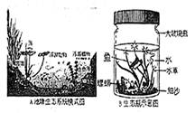 右图所示,A为池塘生态系统模式图,B为根据生态系统原理模拟制作的微型池塘生态系统------生态瓶(材料:有盖玻璃瓶、螺蛳、鱼、水草、洗净的细沙、经纱布 右图所示,A为池塘生态系统模式图,B为根据生态系统原理模拟制作的微型池塘生态系统------生态瓶(材料:有盖玻璃瓶、螺蛳、鱼、水草、洗净的细沙、经纱布
