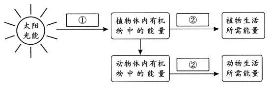 下图表示的是能量流动方向的示意图,请据图回答问题:图中①表示作用,它将太阳光能转变成储存在植物体内有机物中的能量,这个过程在细胞的(叶绿体/线粒体 下图表示的是能量流动方向的示意图,请据图回答问题:图中①表示作用,它将太阳光能转变成储存在植物体内有机物中的能量,这个过程在细胞的(叶绿体/线粒体