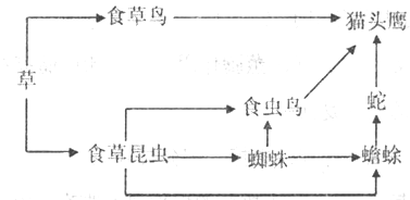 下图是某草原生态系统中一个食物网的简图,请回答:此食物网有________条食物链,其中最长的食物链是_____________________ 下图是某草原生态系统中一个食物网的简图,请回答:此食物网有________条食物链,其中最长的食物链是_____________________