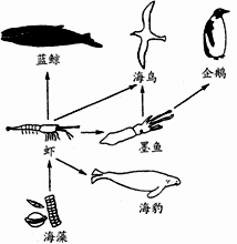 右图为南极海域内一生态系统示意,请分析回答:该生态系统中,生物所需的能量根本来源于;有机物的制造者是。若人们大量捕捞该生态系统中的虾,将会导致与其相 右图为南极海域内一生态系统示意,请分析回答:该生态系统中,生物所需的能量根本来源于;有机物的制造者是。若人们大量捕捞该生态系统中的虾,将会导致与其相