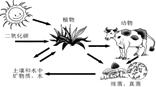 右图表示生态系统中各成分之间的关系,请据图回答:右图中,植物是生态系统中的者,动物是生态系统中的者,动物与植物通过关系形成食物链。通过食物链 右图表示生态系统中各成分之间的关系,请据图回答:右图中,植物是生态系统中的者,动物是生态系统中的者,动物与植物通过关系形成食物链。通过食物链