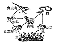 下图是某生态系统食物网简图,请据图回答:该食物网中数量最多的生物是;如果该系统中喷洒了含有有机汞的农药,体内残留有机汞最多的生物是。该生态系 下图是某生态系统食物网简图,请据图回答:该食物网中数量最多的生物是;如果该系统中喷洒了含有有机汞的农药,体内残留有机汞最多的生物是。该生态系