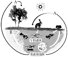 “落花不是无情物,化作春泥更护花”,自然界的物质循环是须臾不止的。下图展示自然界中的物质循环,请据图作答:该图可看作一个较 “落花不是无情物,化作春泥更护花”,自然界的物质循环是须臾不止的。下图展示自然界中的物质循环,请据图作答:该图可看作一个较