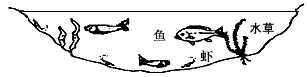 下图为一个池塘的生态系统,池塘内有水草、浮萍、水绵、鱼、虾等生物。(1)在此生态系统中,生产者是______________(3 下图为一个池塘的生态系统,池塘内有水草、浮萍、水绵、鱼、虾等生物。(1)在此生态系统中,生产者是______________(3