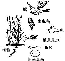 观察下图生态系统中的各种生物,据图回答 (1)在生态系统中,植物能够通过__________作用制造有机物,是生态系统中的___ 观察下图生态系统中的各种生物,据图回答 (1)在生态系统中,植物能够通过__________作用制造有机物,是生态系统中的___