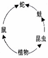 下图是某校生物兴趣小组对农田生态系统做过调查后,绘制的食物网简图。请据图回答有关问题。 (1)在生态系统的组成成分中,植物属于_________ 下图是某校生物兴趣小组对农田生态系统做过调查后,绘制的食物网简图。请据图回答有关问题。 (1)在生态系统的组成成分中,植物属于_________