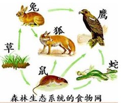 根据草原生态系统结构示意图,回答以下问题:(1)该图中属于生产者的是__________,它在这个生态系统中的数量最多。 (2)属于消费者的生物 根据草原生态系统结构示意图,回答以下问题:(1)该图中属于生产者的是__________,它在这个生态系统中的数量最多。 (2)属于消费者的生物