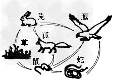 下图表示某草原生态系统中生物之间的关系,请据图回答:(1)图中属于生产者的是_________;属于消费者的是_________ 下图表示某草原生态系统中生物之间的关系,请据图回答:(1)图中属于生产者的是_________;属于消费者的是_________