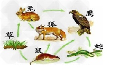 下图是某生态系统的食物网示意图,请据图回答:从图中可看出,生产者是____,各种动物是________,它们之间的关系主要 下图是某生态系统的食物网示意图,请据图回答:从图中可看出,生产者是____,各种动物是________,它们之间的关系主要
