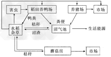 下图是我国某地的一个人工农业生态系统模式图,它利用鸭旺盛的杂食性,吃掉稻田里的杂草和害虫,用水稻养猪、养鸭,水稻的秸秆可以培育蘑菇、生产沼气,猪鸭粪 下图是我国某地的一个人工农业生态系统模式图,它利用鸭旺盛的杂食性,吃掉稻田里的杂草和害虫,用水稻养猪、养鸭,水稻的秸秆可以培育蘑菇、生产沼气,猪鸭粪