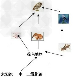 下图示某草原生态系统的食物网图。根据图回答下列问题图中的太阳能、水、二氧化碳属于生态系统中的____________。细菌和真菌 下图示某草原生态系统的食物网图。根据图回答下列问题图中的太阳能、水、二氧化碳属于生态系统中的____________。细菌和真菌