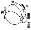下图表示各种生物之间的关系,请据图回答:作为生态系统,图中还缺少了__________ 。图中细菌、真菌是生态系统中 下图表示各种生物之间的关系,请据图回答:作为生态系统,图中还缺少了__________ 。图中细菌、真菌是生态系统中