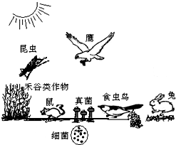 如图为某农田生态系统组成示意图,据图回答在关问题.该生态系统中的生产者是______,分解者是______.食虫鸟和昆虫之间的关系是______,兔