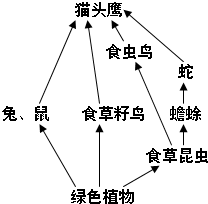 如图是一个温带草原生态系统食物网示意图,据图回答:图中有______食物链,写出其中最长的一条食物链:______.图中数量最少的生物是______