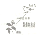 如图是一条食物链,请根据图回答下列问题写出这条食物链:______在这条食物链中,消费者是______.这条食物链的能量来源是______.若