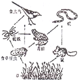 如图表示很多种生物之间吃与被吃的关系,该图是不是一个完整的生态系统?其中的一条生物链是A.是 草→鼠→蛇B.是 食草昆虫→青蛙→蛇C.不是 草→食草昆虫 魔方格