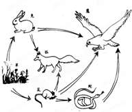 为草原生态系统的食物网简图,据图回答下列问题:①图中所有生物若要构成一个完整的生态系统,缺少______部分和______者.②从总体上看,植物的数量总是比食草 魔方格