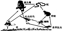 如图是某草原生态系统中部分生物之间关系的示意图,据图回答:图中所含食物链有______条.如果该草原中喷洒了含有有机汞的农药,体内残留有机汞最多的生 魔方格