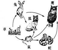 如图是草原生态系统的食物网示意图,据图填充.该生态系统中,正常情况下,数量最多的生物是______.直接以植物为食的消费者是______.该食 魔方格
