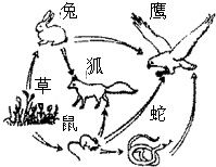 如图为某生态系统中的食物网,根据图回答有关问题:该食物网中共有______条食物链,最长的一条食物链可表示为:______.图中所有动物可统称为__ 魔方格