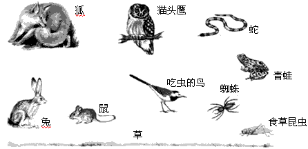 根据对这幅图的观察,请你回答以下两个问题:请用箭头把它们表示出来。 在这个小型生态系统中,草是_______者,所有 根据对这幅图的观察,请你回答以下两个问题:请用箭头把它们表示出来。 在这个小型生态系统中,草是_______者,所有