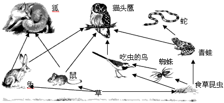 根据对这幅图的观察,请你回答以下两个问题:请用箭头把它们表示出来。 在这个小型生态系统中,草是_______者,所有 根据对这幅图的观察,请你回答以下两个问题:请用箭头把它们表示出来。 在这个小型生态系统中,草是_______者,所有