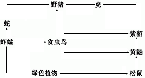 根据下面森林生态系统的食物网简图,填空。(1)在这个生态系统中,绿色植物属于_______,判断的理由是_______,蚱蜢等动 根据下面森林生态系统的食物网简图,填空。(1)在这个生态系统中,绿色植物属于_______,判断的理由是_______,蚱蜢等动