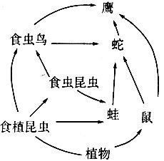 下图为某生态系统食物网示意图,请据图回答:(1)从图中可以看出,生产者与消费者之间的关系,主要是_________的关系,这样就 下图为某生态系统食物网示意图,请据图回答:(1)从图中可以看出,生产者与消费者之间的关系,主要是_________的关系,这样就