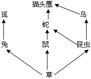 下图是某温带草原生态系统的食物网示意图,请尝试着根据图回答问题:(1)此食物网由条_____________食物链组成。 (2)写出其中最长的食 下图是某温带草原生态系统的食物网示意图,请尝试着根据图回答问题:(1)此食物网由条_____________食物链组成。 (2)写出其中最长的食