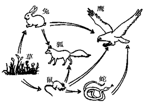 下图是一个生态系统的食物网示意图,请依图答。 (1)此食物网中有__________条食物链。写出一条最长的食物链:____________。 下图是一个生态系统的食物网示意图,请依图答。 (1)此食物网中有__________条食物链。写出一条最长的食物链:____________。