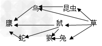 下图表示处于平衡状态的某温带草原生态系统的食物网,请根据图回答:这个生态系统的食物网中包括 条食物链。个体数目最多的是 。此生 下图表示处于平衡状态的某温带草原生态系统的食物网,请根据图回答:这个生态系统的食物网中包括 条食物链。个体数目最多的是 。此生
