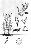下图是草原生态系统中的一部分生物,请据图回答。 图中生产者是_____________。图中消费者是________ 下图是草原生态系统中的一部分生物,请据图回答。 图中生产者是_____________。图中消费者是________