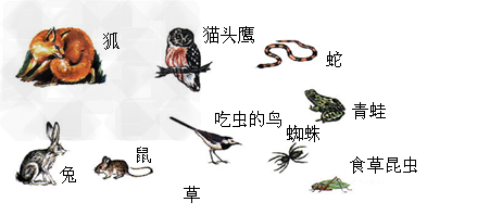 根据下图回答问题1.请你连出图中的食物链,至少5条。2.假如蛇的数量大量减少,哪些生物的数量可能发生变化?发生怎样的变化? 根据下图回答问题1.请你连出图中的食物链,至少5条。2.假如蛇的数量大量减少,哪些生物的数量可能发生变化?发生怎样的变化?