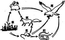 如图为某草原生态系统的食物网,根据图回答问题该生态系统中有______条食物链.该生态系统中的生产者是______,它属于第______营养级.(3 魔方格